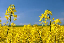 Canola in flower against a blue sky