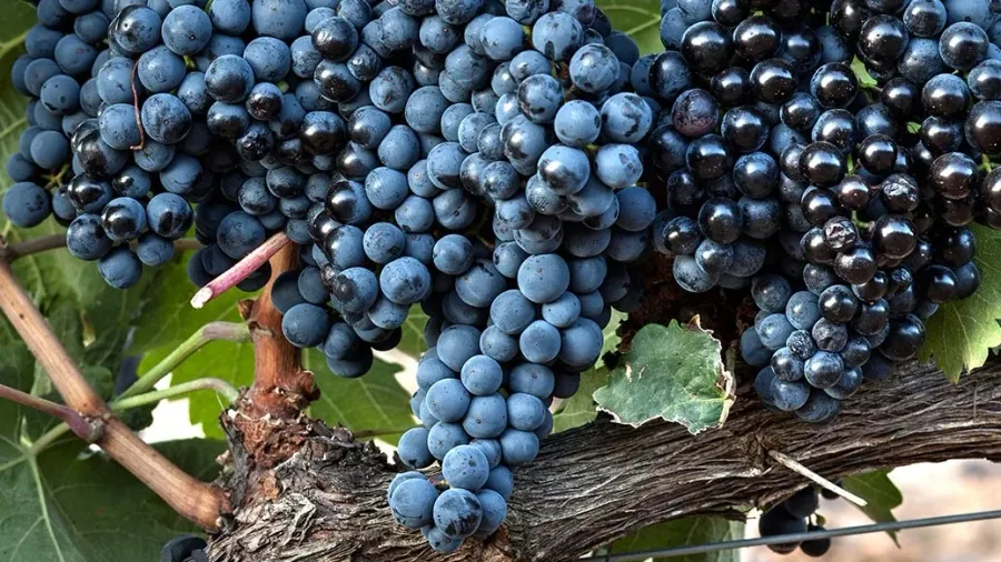 Ripe wine grapes on the vine