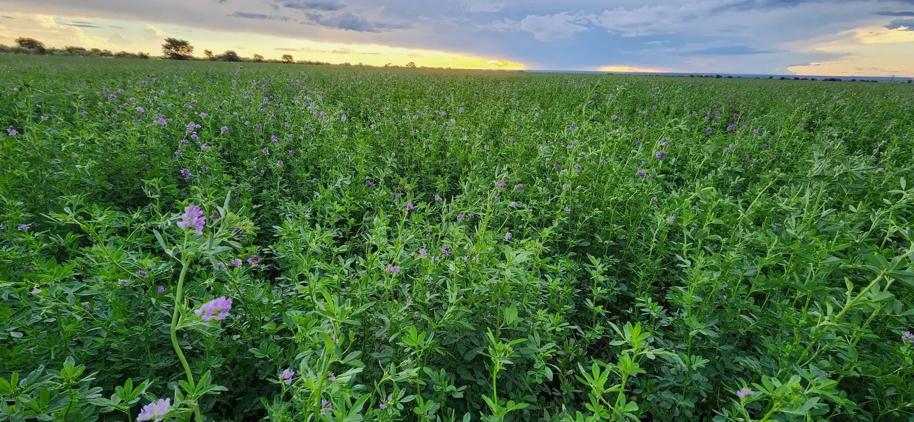 Lucerne in flower at sunset