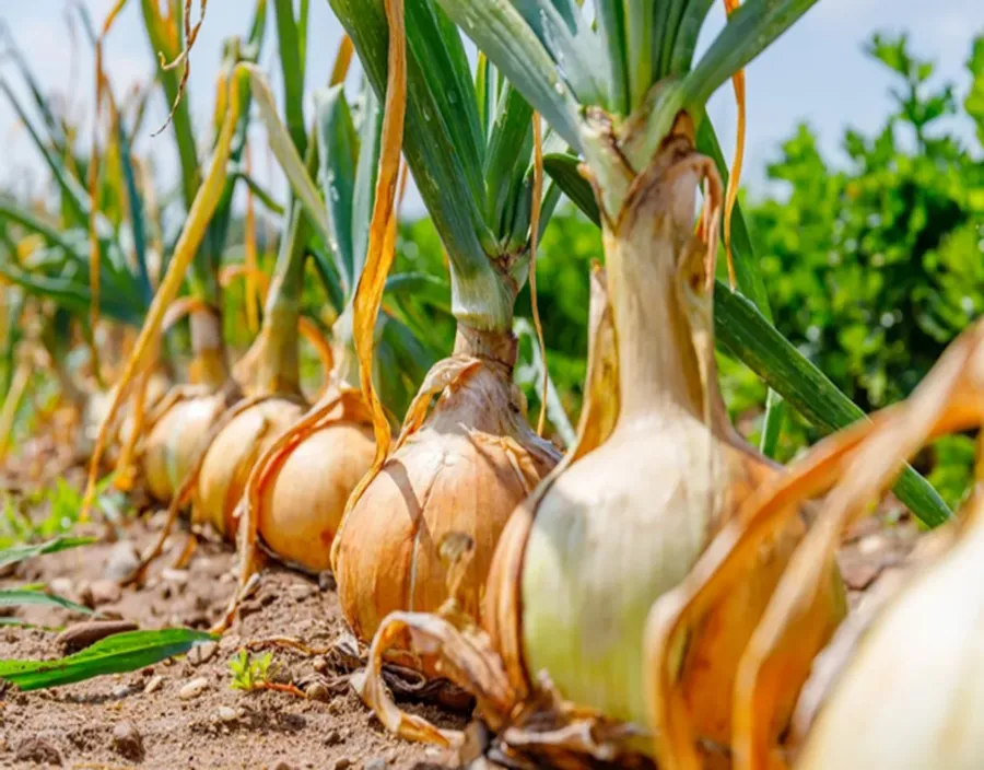 Onions ready to lift in sandy soil