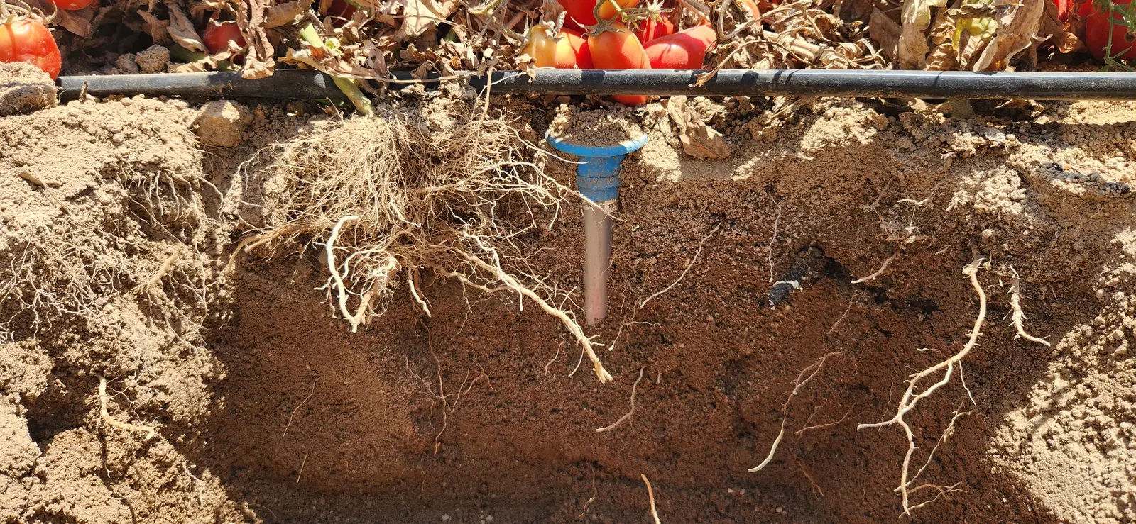 A capacitance soil moisture probe installed in a profile pit, with roots exposed in the soil wall