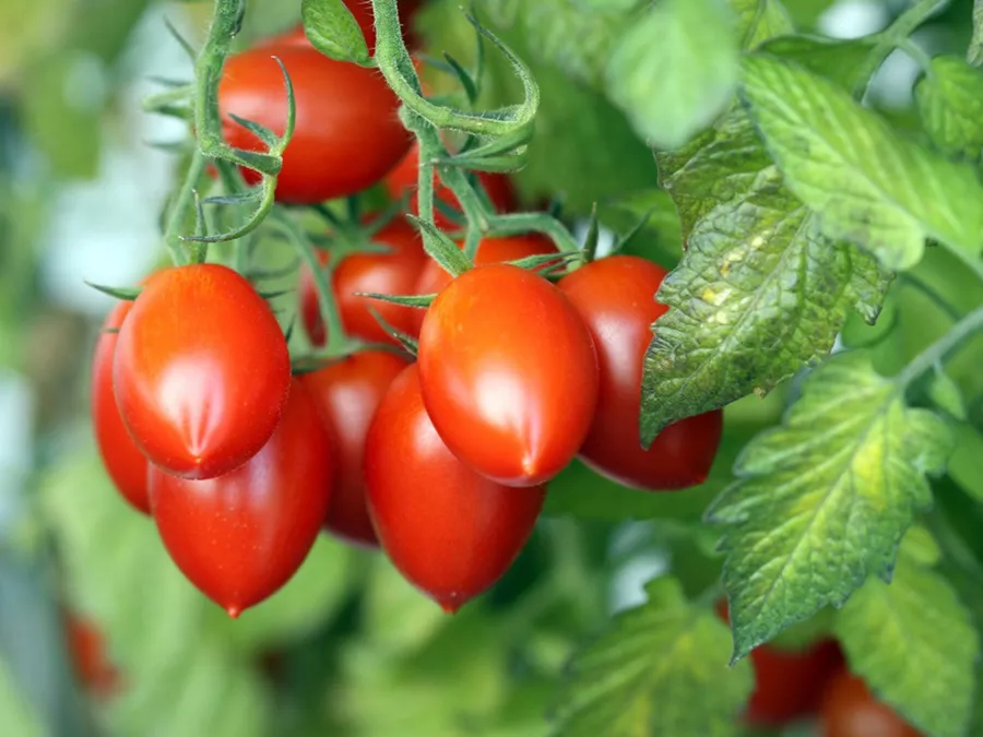 Tomatoes ripening on the plant